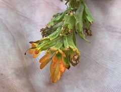 Castilleja hispida hispida