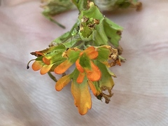 Castilleja hispida hispida