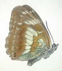 Limenitis helmanni