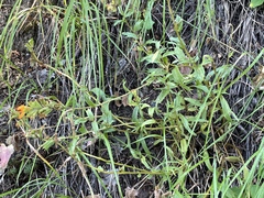 Castilleja hispida hispida