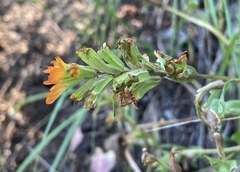 Castilleja hispida hispida