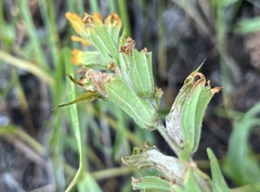 Castilleja hispida hispida