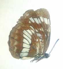 Neptis rivularis