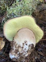 Boletus regineus