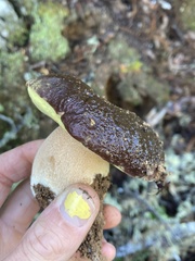 Boletus regineus