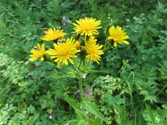 Picris japonica kamtschatica