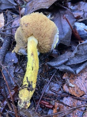 Pulveroboletus