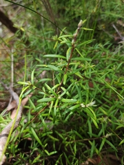 Persoonia mollis