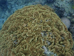 Turbinaria