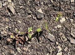 Penstemon serrulatus