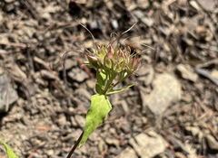 Penstemon serrulatus
