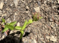 Penstemon serrulatus