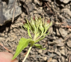 Penstemon serrulatus