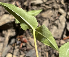 Penstemon serrulatus
