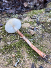 Lepiota flammeotincta