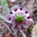 Pipsissewa - Photo (c) Cole Gaerber, some rights reserved (CC BY-NC), uploaded by Cole Gaerber