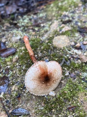 Lepiota flammeotincta