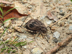 Acripeza reticulata