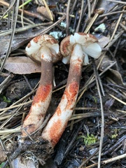 Lepiota flammeotincta