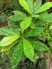 Codiaeum variegatum