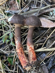 Lepiota flammeotincta