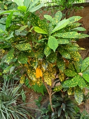 Codiaeum variegatum