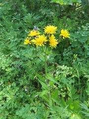 Picris japonica kamtschatica