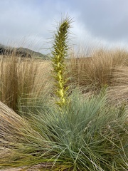 Aciphylla glaucescens