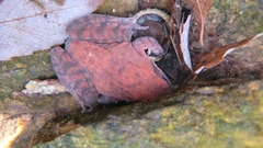 Rana huanrensis