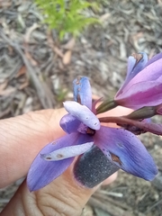 Thelymitra ixioides