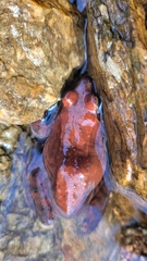 Rana huanrensis