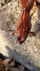 Rana huanrensis