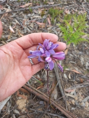 Thelymitra ixioides
