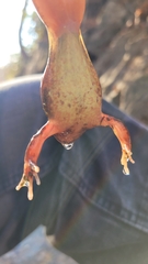 Rana huanrensis