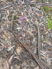 Thelymitra ixioides
