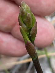 Cryptostylis erecta
