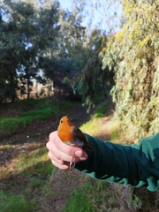 Erithacus rubecula