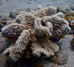 Duncanopsammia peltata