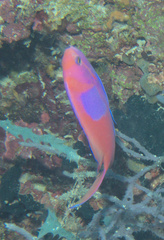 Pseudanthias pleurotaenia
