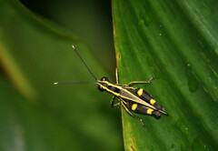 Traulia azureipennis
