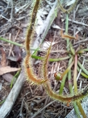 Drosera binata