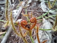 Drosera binata