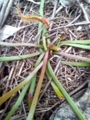 Drosera binata