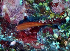 Paracheilinus paineorum