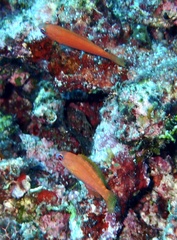 Paracheilinus paineorum