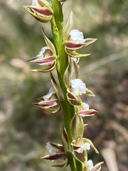 Prasophyllum australe