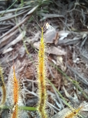 Drosera binata