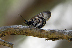 Acraea andromacha