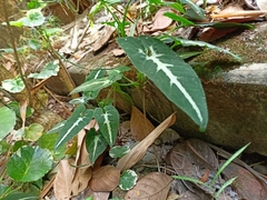 Syngonium wendlandii