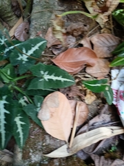 Syngonium wendlandii